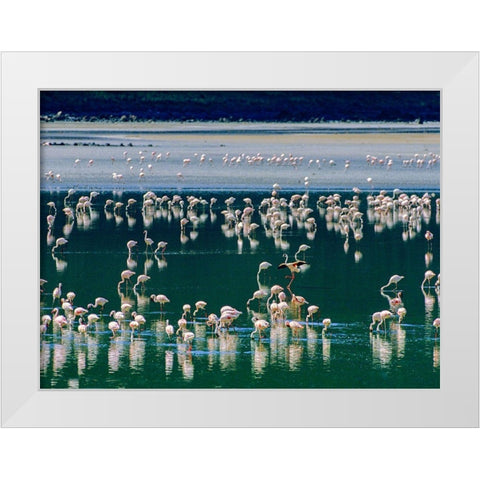 Lesser Flamingos-Kenya White Modern Wood Framed Art Print by Fitzharris, Tim