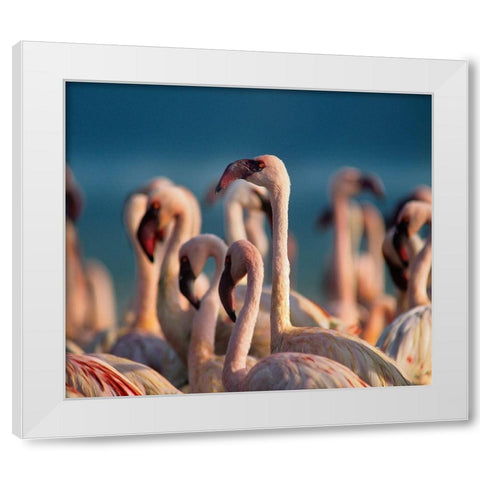 Lesser Flamingos White Modern Wood Framed Art Print by Fitzharris, Tim