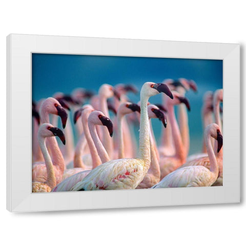 Lesser Flamingos-Kenya White Modern Wood Framed Art Print by Fitzharris, Tim