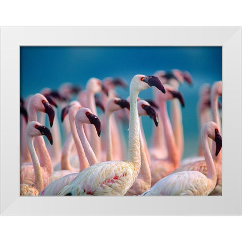 Lesser Flamingos-Kenya White Modern Wood Framed Art Print by Fitzharris, Tim