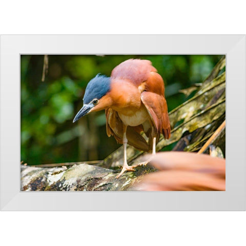 Reddish Heron-Sabah-Malaysia White Modern Wood Framed Art Print by Fitzharris, Tim