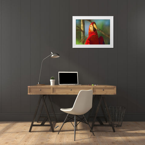Scarlet Macaw White Modern Wood Framed Art Print by Fitzharris, Tim