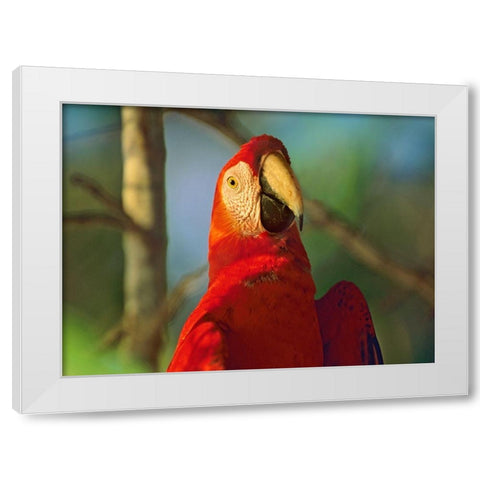 Scarlet Macaw White Modern Wood Framed Art Print by Fitzharris, Tim