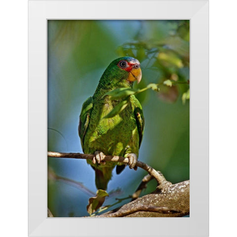 White-fronted Parrot I White Modern Wood Framed Art Print by Fitzharris, Tim