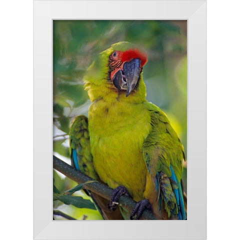 Great Green Macaw II White Modern Wood Framed Art Print by Fitzharris, Tim