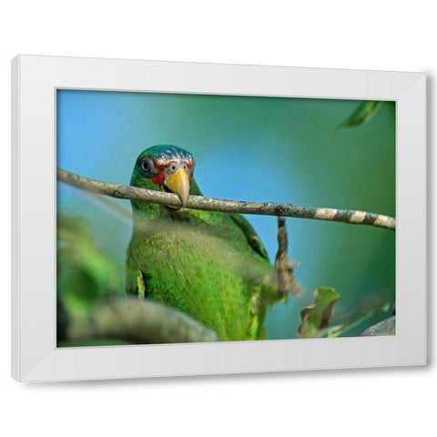 White-fronted Parrot II White Modern Wood Framed Art Print by Fitzharris, Tim