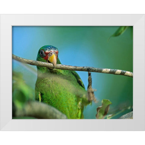 White-fronted Parrot II White Modern Wood Framed Art Print by Fitzharris, Tim