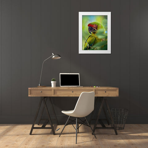 Great Green Macaw III White Modern Wood Framed Art Print by Fitzharris, Tim