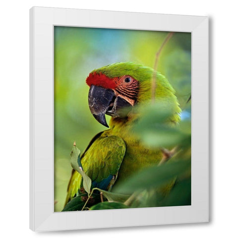 Great Green Macaw III White Modern Wood Framed Art Print by Fitzharris, Tim