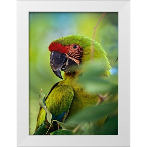 Great Green Macaw III White Modern Wood Framed Art Print by Fitzharris, Tim