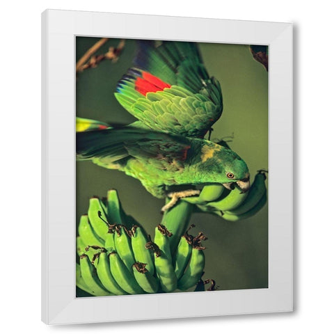 Yellow-naped Parrot White Modern Wood Framed Art Print by Fitzharris, Tim