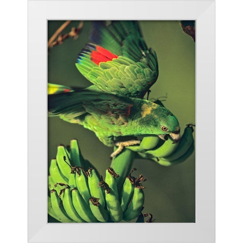 Yellow-naped Parrot White Modern Wood Framed Art Print by Fitzharris, Tim