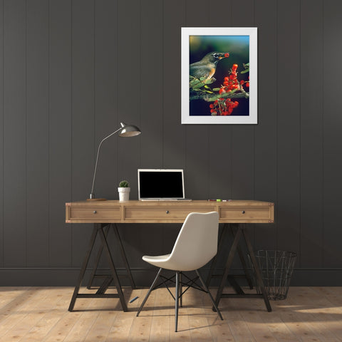 American Robin with Mountain Ash Berries White Modern Wood Framed Art Print by Fitzharris, Tim
