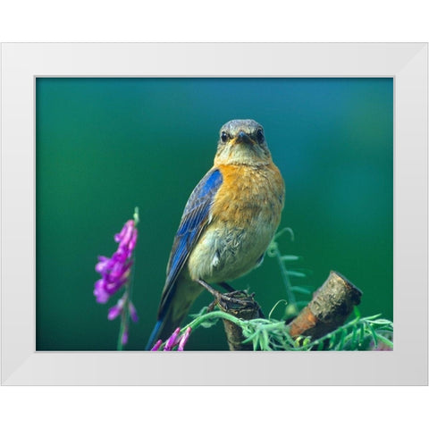 Eastern Bluebird Female II White Modern Wood Framed Art Print by Fitzharris, Tim