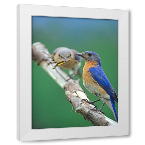 Eastern Bluebirds-male and female White Modern Wood Framed Art Print by Fitzharris, Tim