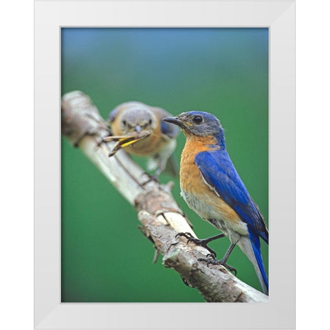 Eastern Bluebirds-male and female White Modern Wood Framed Art Print by Fitzharris, Tim