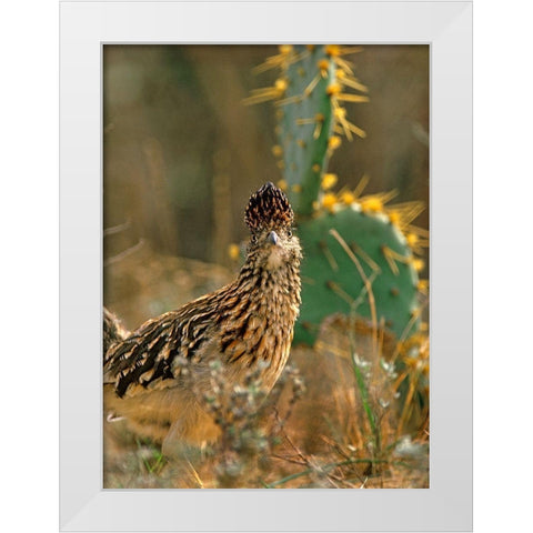 Greater Roadrunner White Modern Wood Framed Art Print by Fitzharris, Tim