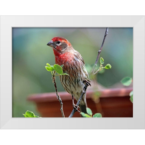 House Finch at Bird Feeder White Modern Wood Framed Art Print by Fitzharris, Tim