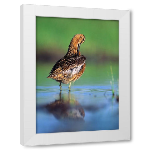 Long-billed Dowitcher Preening White Modern Wood Framed Art Print by Fitzharris, Tim