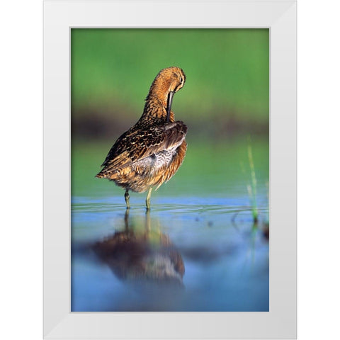 Long-billed Dowitcher Preening White Modern Wood Framed Art Print by Fitzharris, Tim