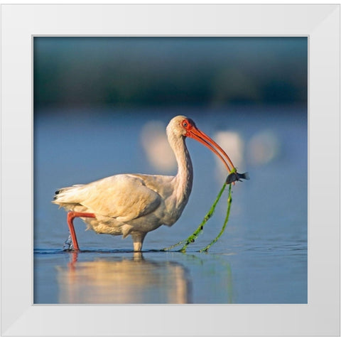 White Ibis with Fish White Modern Wood Framed Art Print by Fitzharris, Tim
