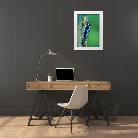 Yellow-bellied Sapsucker White Modern Wood Framed Art Print by Fitzharris, Tim