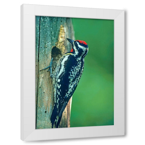 Yellow-bellied Sapsucker White Modern Wood Framed Art Print by Fitzharris, Tim