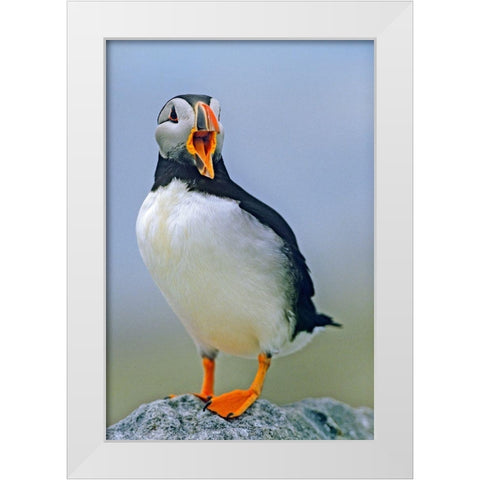 Atlantic Puffin I White Modern Wood Framed Art Print by Fitzharris, Tim