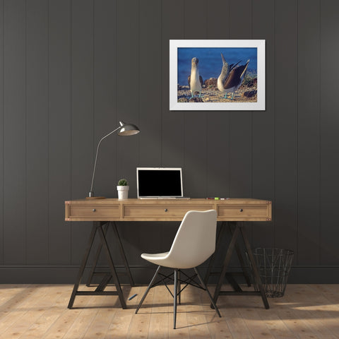 Blue-footed Boobies Courtship in Display White Modern Wood Framed Art Print by Fitzharris, Tim