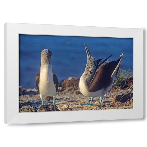 Blue-footed Boobies Courtship in Display White Modern Wood Framed Art Print by Fitzharris, Tim