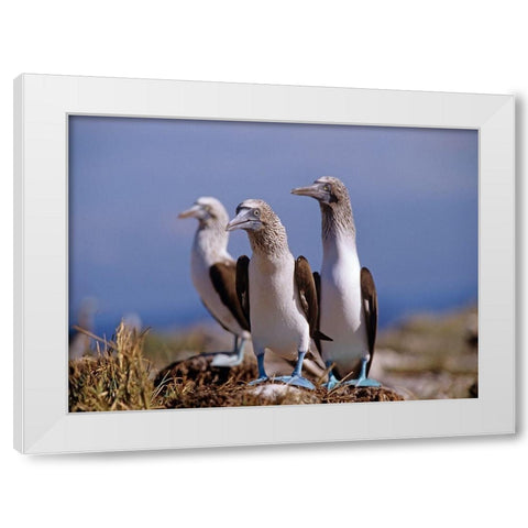 Blue-footed Boobies White Modern Wood Framed Art Print by Fitzharris, Tim