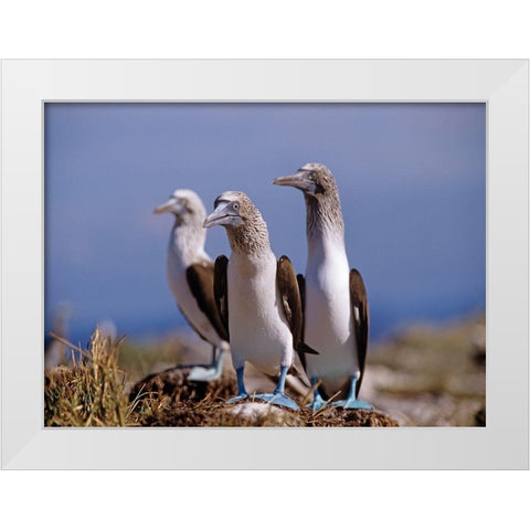 Blue-footed Boobies White Modern Wood Framed Art Print by Fitzharris, Tim