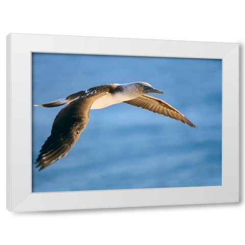 Blue-footed Booby in Flight White Modern Wood Framed Art Print by Fitzharris, Tim