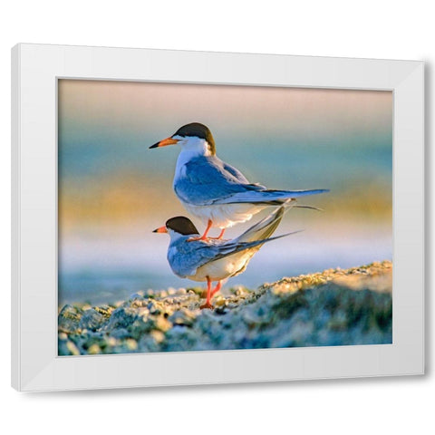 Common Terns White Modern Wood Framed Art Print by Fitzharris, Tim