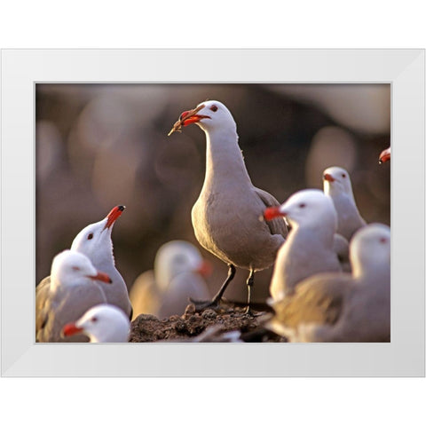 Heermans Gulls White Modern Wood Framed Art Print by Fitzharris, Tim