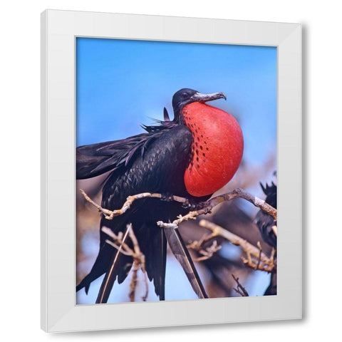 Magnificent Frigatebird in Courtship Display White Modern Wood Framed Art Print by Fitzharris, Tim