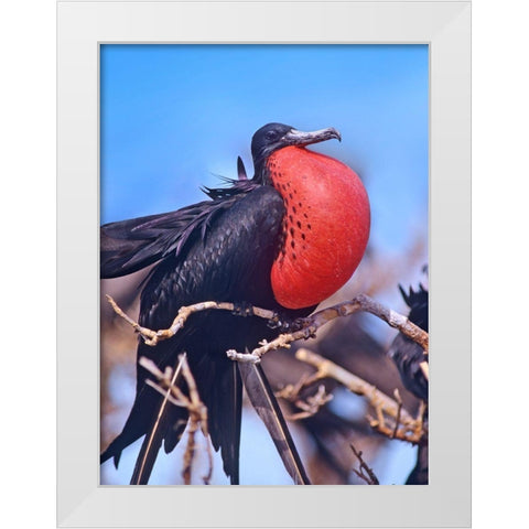 Magnificent Frigatebird in Courtship Display White Modern Wood Framed Art Print by Fitzharris, Tim