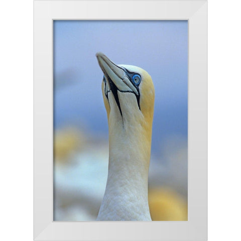 Northern Gannet II White Modern Wood Framed Art Print by Fitzharris, Tim