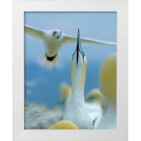 Northern Gannets at Rookery-Bonaventure Island-Quebec White Modern Wood Framed Art Print by Fitzharris, Tim