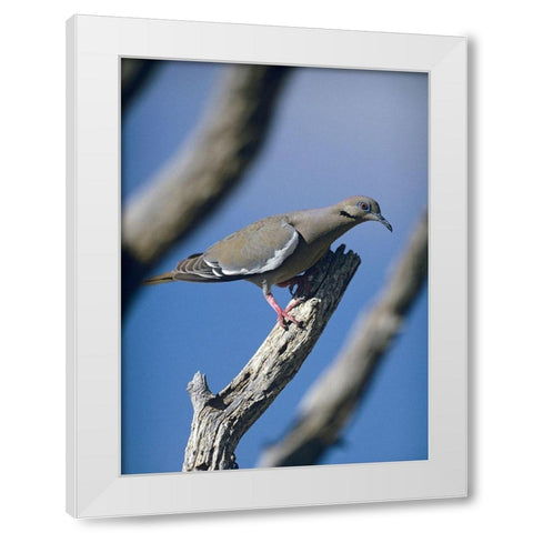 White-winged Dove White Modern Wood Framed Art Print by Fitzharris, Tim