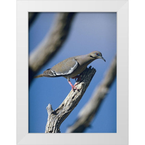 White-winged Dove White Modern Wood Framed Art Print by Fitzharris, Tim