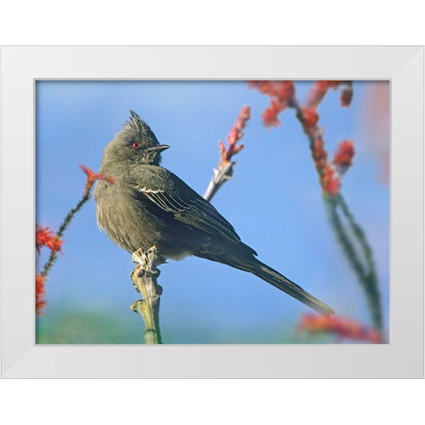 Phainopepla on Ocotillo-Arizona White Modern Wood Framed Art Print by Fitzharris, Tim