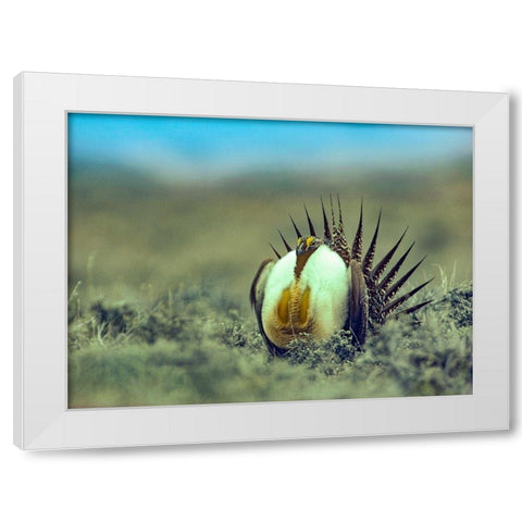 Sage Grouse in Courtship Display White Modern Wood Framed Art Print by Fitzharris, Tim