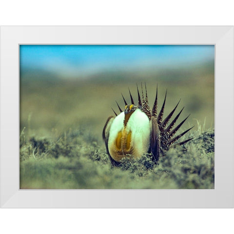 Sage Grouse in Courtship Display White Modern Wood Framed Art Print by Fitzharris, Tim