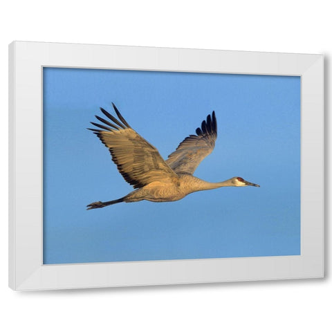 Sandhill Crane White Modern Wood Framed Art Print by Fitzharris, Tim