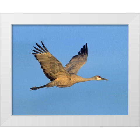 Sandhill Crane White Modern Wood Framed Art Print by Fitzharris, Tim