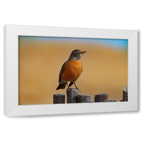 American Robin White Modern Wood Framed Art Print by Fitzharris, Tim