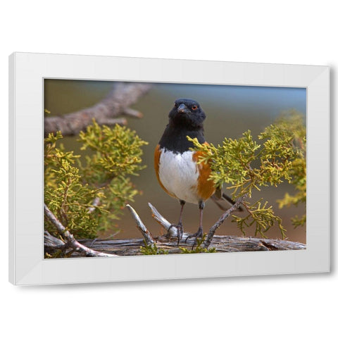 Rufous-sided Towhee White Modern Wood Framed Art Print by Fitzharris, Tim