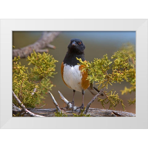 Rufous-sided Towhee White Modern Wood Framed Art Print by Fitzharris, Tim