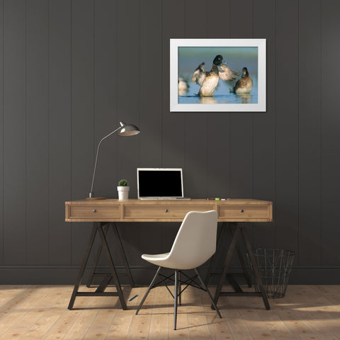 Lesser Scaup Drake Exercising his Wings White Modern Wood Framed Art Print by Fitzharris, Tim